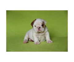 English bulldog puppies for sale - 4