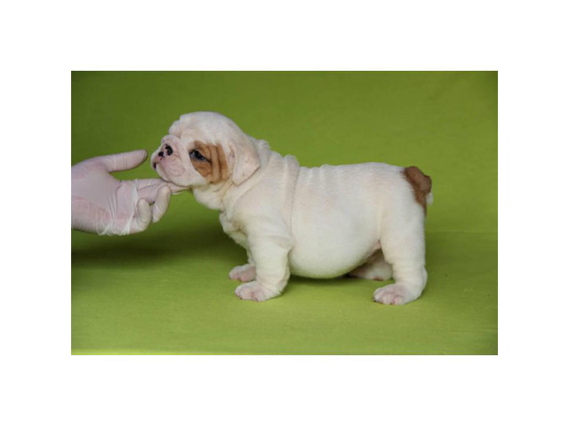 English bulldog puppies for sale Winter Park - Puppies for Sale Near Me