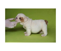 English bulldog puppies for sale - 5