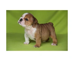 English bulldog puppies for sale - 7