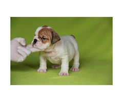 English bulldog puppies for sale - 8