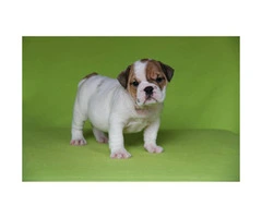 English bulldog puppies for sale - 9