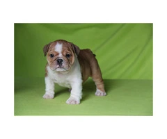 English bulldog puppies for sale - 10