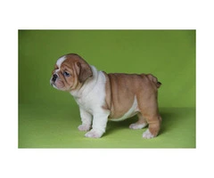 English bulldog puppies for sale - 11