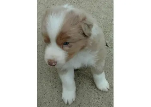 2 purebred Australian shepherd puppies
