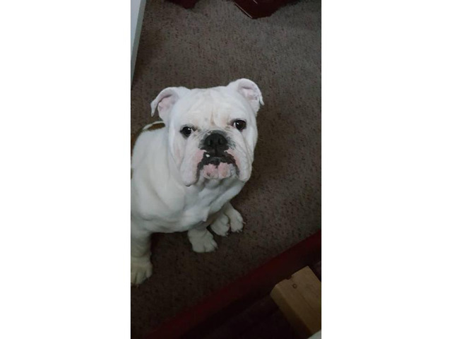 2 years old English bulldog for Sale in Oklahoma City ...