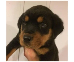 3 females and 1 male left Rottweiler Puppies