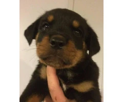 3 females and 1 male left Rottweiler Puppies - 2