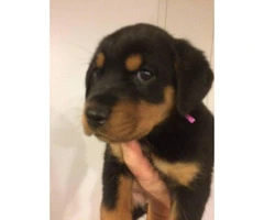 3 females and 1 male left Rottweiler Puppies - 3