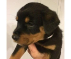 3 females and 1 male left Rottweiler Puppies - 4