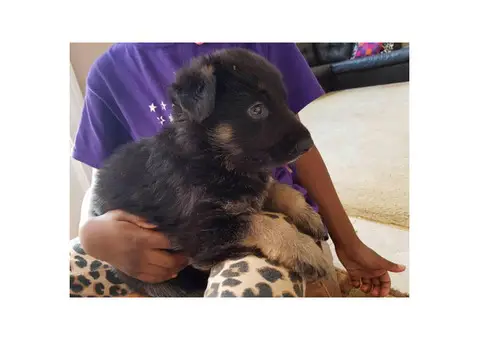 German Shepherd puppies for sale -  all stay inside