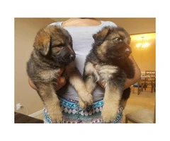German Shepherd puppies for sale -  all stay inside - 3