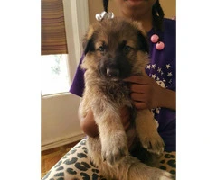 German Shepherd puppies for sale -  all stay inside - 6
