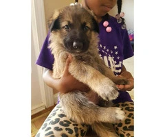 German Shepherd puppies for sale -  all stay inside - 8