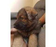 German Shepherd puppies for sale -  all stay inside - 14
