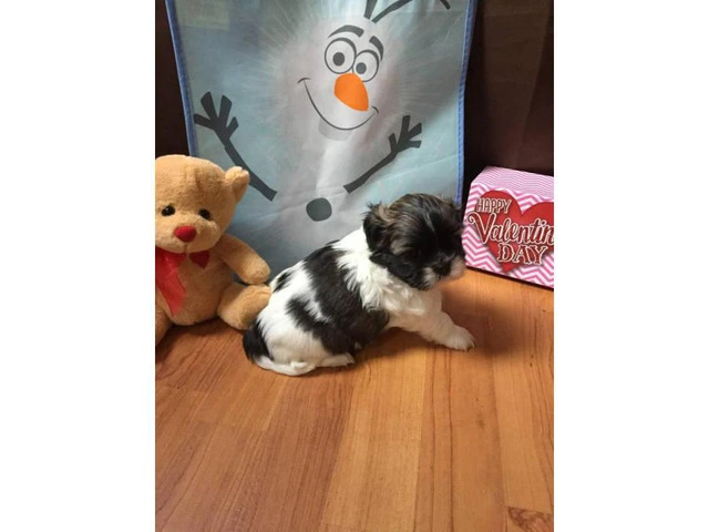 Adorable Cute Teddy Bear Shichon puppies for sale - 3/7