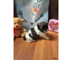 Adorable Cute Teddy Bear Shichon puppies for sale - 3