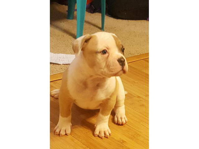 American Bulldog puppies in Middletown, New York Puppies