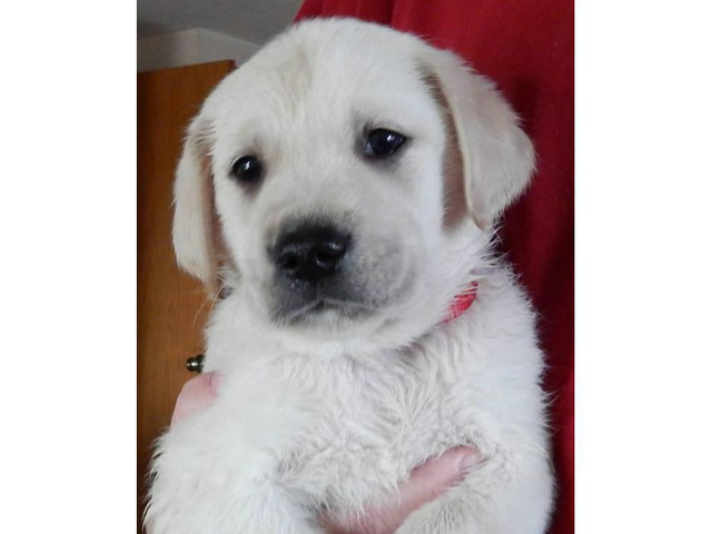 Cream Golden Labrador Retrievers Ready For Adoption In ...