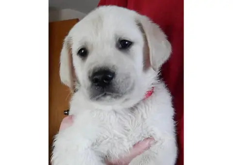 Cream Golden Labrador Retrievers ready for adoption