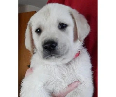 Cream Golden Labrador Retrievers ready for adoption