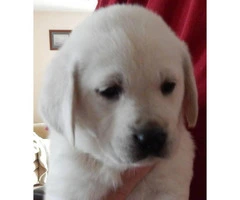 Cream Golden Labrador Retrievers ready for adoption - 2