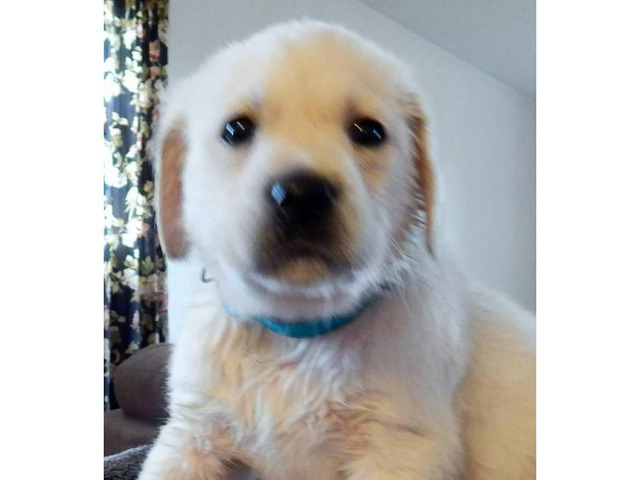 Cream Golden Labrador Retrievers ready for adoption in ...