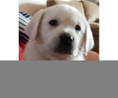 Cream Golden Labrador Retrievers ready for adoption - 4