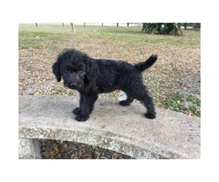 Labradoodle male puppies for sale 9 weeks old - 2