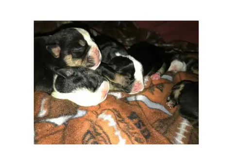 English bulldog Puppies Akc registered papers full rights