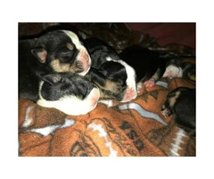 English bulldog Puppies Akc registered papers full rights