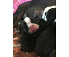 English bulldog Puppies Akc registered papers full rights - 2