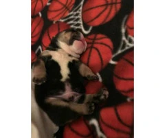 English bulldog Puppies Akc registered papers full rights - 3