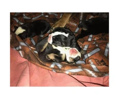 English bulldog Puppies Akc registered papers full rights - 4