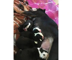 English bulldog Puppies Akc registered papers full rights - 7