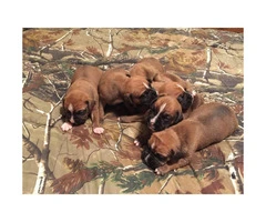 Super Cute Boxer puppies for sale - 3 puppies left