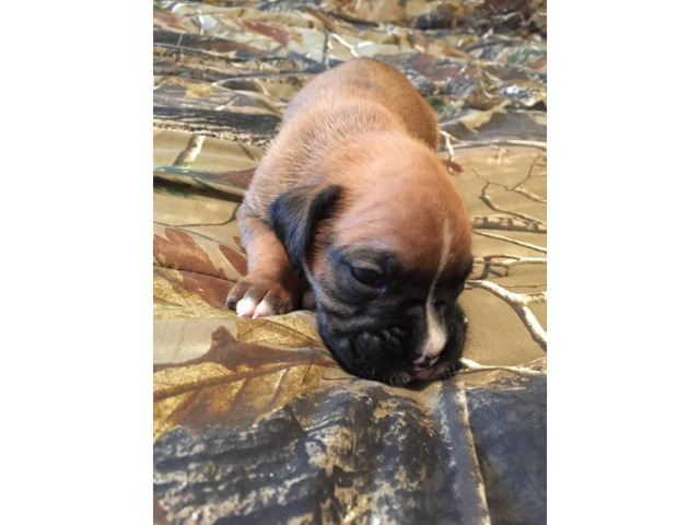 53+ Cute Boxer Puppies For Sale In Ohio Hoobly Picture - Codepromos