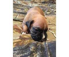 Super Cute Boxer puppies for sale - 3 puppies left - 2