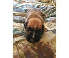 Super Cute Boxer puppies for sale - 3 puppies left - 3