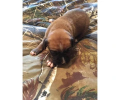Super Cute Boxer puppies for sale - 3 puppies left - 4