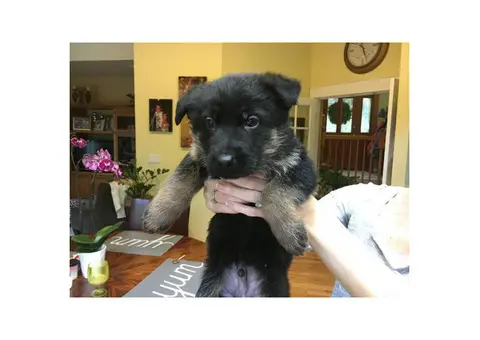 German Shepherd puppies 2 males available