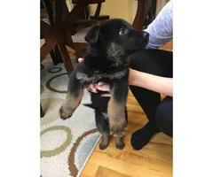 German Shepherd puppies 2 males available - 2