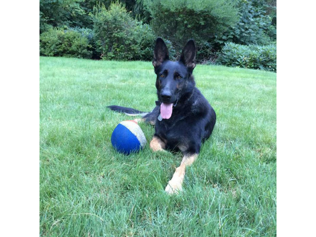 German Shepherd puppies 2 males available in Tacoma, Washington - Puppies for Sale Near Me