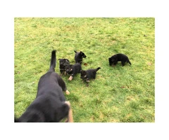 German Shepherd puppies 2 males available - 5