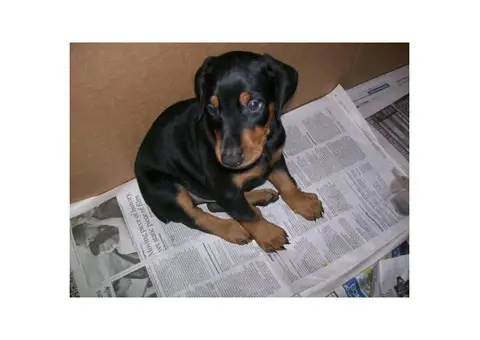 Doberman pinscher male & female puppies
