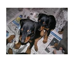 Doberman pinscher male & female puppies - 4