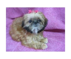 AKC Shih Tzu Puppies for sale - one male and one female - 1