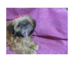 AKC Shih Tzu Puppies for sale - one male and one female - 2