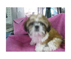 AKC Shih Tzu Puppies for sale - one male and one female - 4
