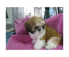 AKC Shih Tzu Puppies for sale - one male and one female - 5
